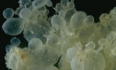 MOL GEBELİK NEDİR ?