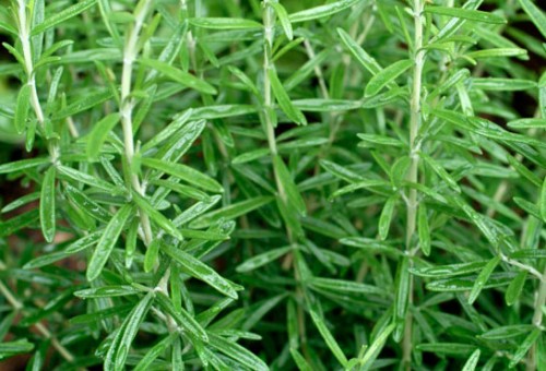Biberiye