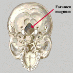 Foramen Nedir?