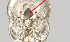 Foramen Nedir?