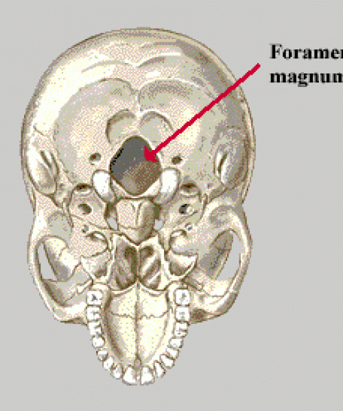 Foramen Nedir?