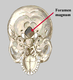 Foramen Nedir