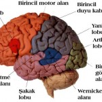 Cerebrum