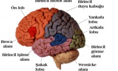 Cerebrum