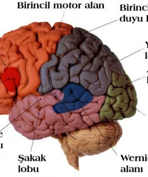 Cerebrum