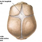 Bıngıldak (Fontanel)