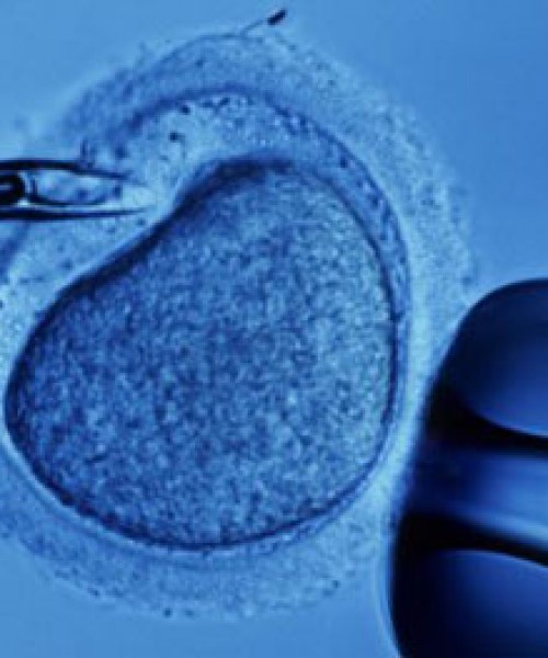 İn vitro