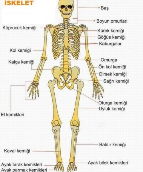 İskelet