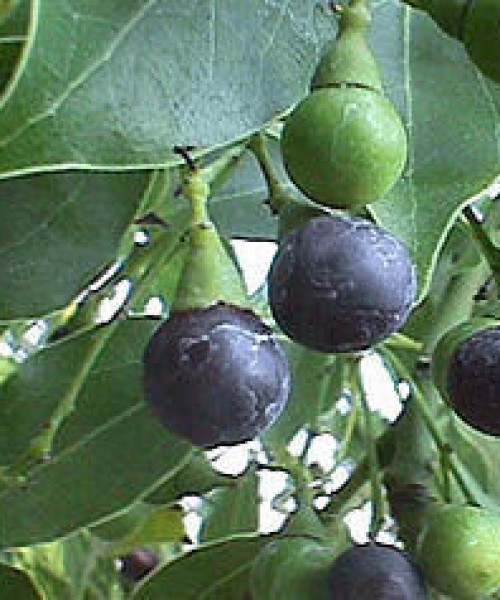 KÂFURU