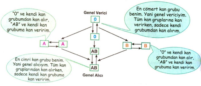 kan grupları