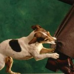 KÖPEK ISIRMASI