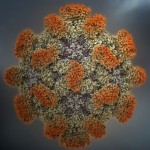Hepatit E