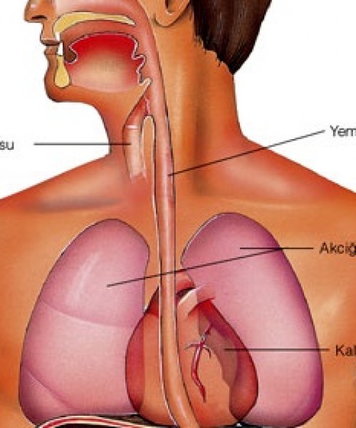 Yemek Borusu