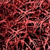 Collagene