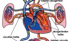 Kan ve Dolaşım Sistemi