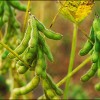 Soya