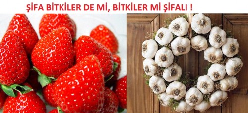 BİTKİLER