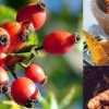 Zerdeçal ve Kuşburnundaki Mucizevi Şifa
