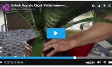 Bebek Beziyle Bitki Yetiştirmek