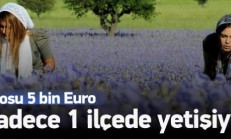 1 Kilogram Satınca 1 Araba Alınıyor!