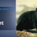 İki Yıl Boyunca Köpek Sandı Bakın Ne Çıktı!