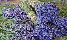 Doğal Böcek İlacı Yapımı