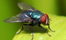 İç ve Dış Mekanlarda Sineklerden Kurtulmak İçin Çözüm Önerileri