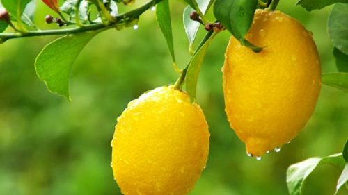 Limonu Kesip Yatak Odasında Saklayın Bakın Ne Oluyor?