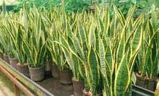 Evinizi Doğal Olarak Serin Tutan ve Odanızdaki Kirli Havayı Temizleyen 6 Bitki Türü