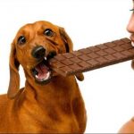 Neden Köpekler Çikolata Yememeli Köpeği Olan Herkes Okumalı
