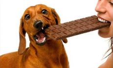 Neden Köpekler Çikolata Yememeli Köpeği Olan Herkes Okumalı