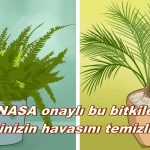NASA Onaylı; Odadaki Zararlı Toksinleri ve karbondioksidi sünger gibi emen bitkiler mutlaka evinizde olmalı