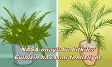 NASA Onaylı; Odadaki Zararlı Toksinleri ve karbondioksidi sünger gibi emen bitkiler mutlaka evinizde olmalı