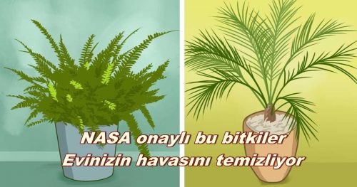 NASA Onaylı; Odadaki Zararlı Toksinleri ve karbondioksidi sünger gibi emen bitkiler mutlaka evinizde olmalı
