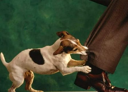 KÖPEK ISIRMASI - Kadınlar Sitesi, Gebelik, hamilelik, doğum - Kadınlar